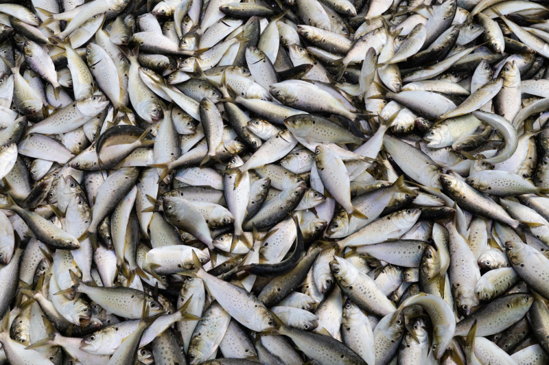 Virginia law already requires pause on Bay menhaden harvest, groups argue